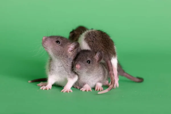 Huisdier Baby Ratten Groene Achtergrond Closeup Stockfoto