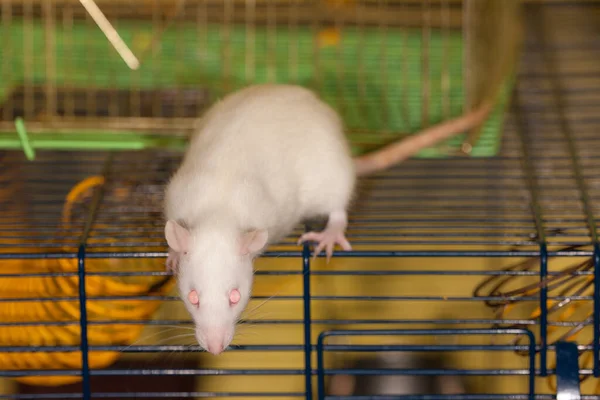 Белая Бытовая Крыса Клетке — стоковое фото