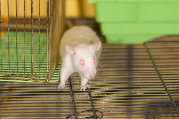 Rat Domestique Blanc Albinos Dans Une Cage — Photo