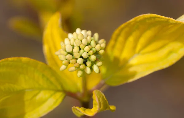 Madera Cordero Comienzo Floración Primer Plano Primavera —  Fotos de Stock