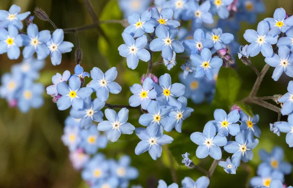 Blomstrende Glem Mig Ikke Tæt Sommerdagen - Stock-foto