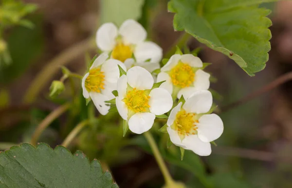 Fioriture Fragole Giardino Vicino — Foto Stock