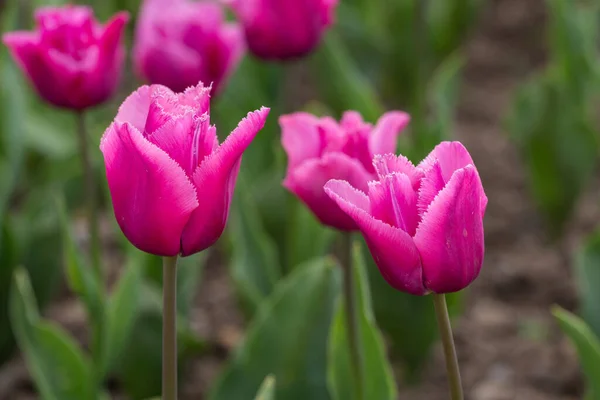Tulipani Viola Nel Giardino Primaverile Vicino — Foto Stock