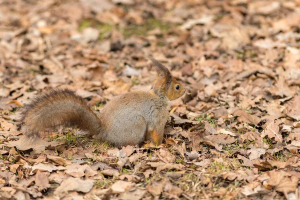 Porträt Eines Eichhörnchens Auf Trockenem Laub — Stockfoto