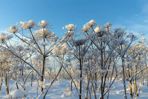 Thickets Hogweed Snow Winter — 图库照片