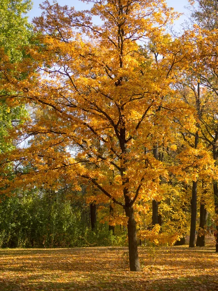 Landschap Met Een Eikenboom Een Herfstpark — Stockfoto