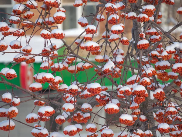 Chomáče Červeného Jeřábu Pod Sněhem Zimě — Stock fotografie