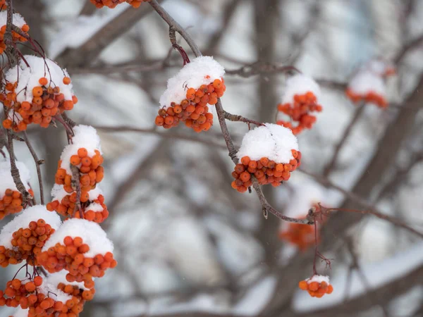 Пучки Червоної Лебеди Під Снігом Взимку — стокове фото