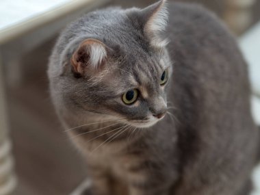 Gri evcil bir kedinin portresi. Yakından.