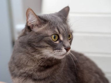 Gri evcil bir kedinin portresi. Yakından.