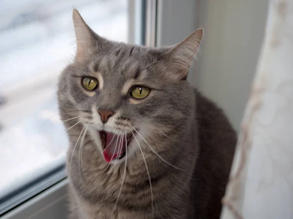 Porträtt Grå Tamkatt Närbild — Stockfoto