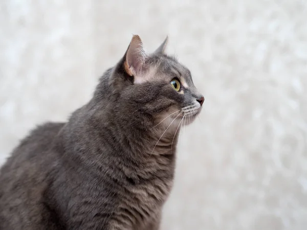 Retrato Gato Doméstico Gris Cerca —  Fotos de Stock