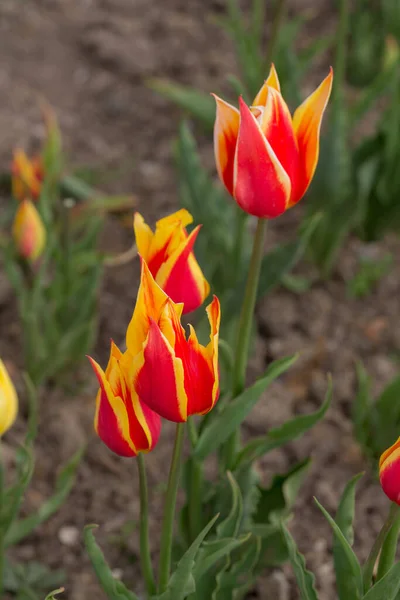 Tulipani Rosso Gialli Nel Giardino Primaverile — Foto Stock