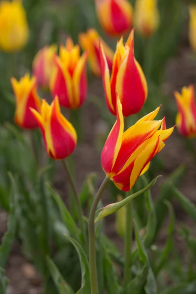 Tulipani Rosso Gialli Nel Giardino Primaverile — Foto Stock