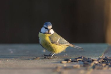 portrait of blue tit in the foreground