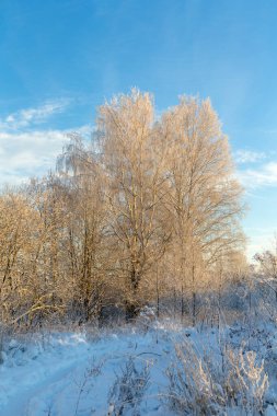 Kış manzarası. Ağaçlar, bitkiler ve karlar içinde.