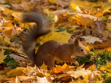 Sonbahar parkında sarı yapraklı bir sincap portresi.