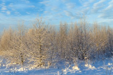 Kışın karların altında ağaçların olduğu bir manzara.