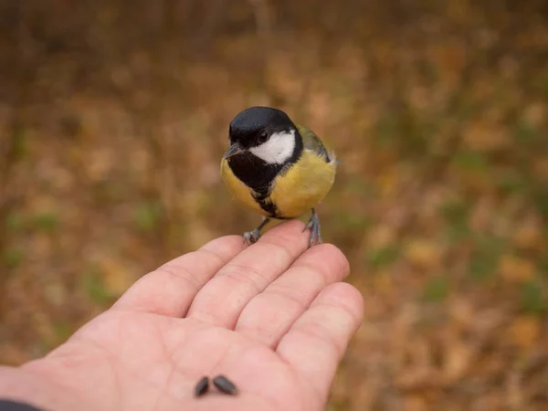 Titmouse Eet Zaden Uit Palm Van Een Persoon — Stockfoto