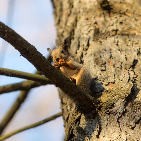 Eichhörnchen Mit Einer Nuss Auf Einem Ast — Stockfoto