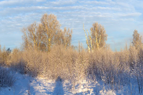 晴れた冬の日には木々に囲まれた風景 — ストック写真