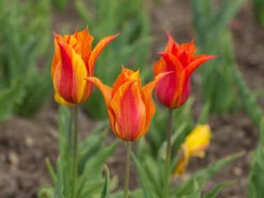 Baharın bahçesinde turuncu laleler var.