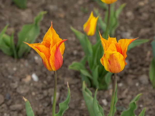 Tulipani Arancioni Nel Giardino Primaverile Vicino — Foto Stock