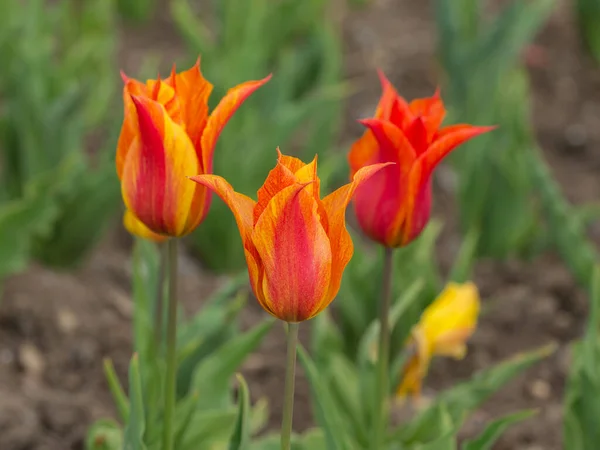 Оранжевые Тюльпаны Саду — стоковое фото