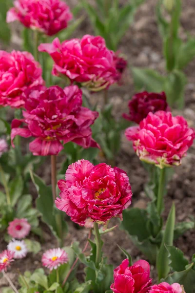 Pink Tulips Spring Garden Close — Stock Photo, Image