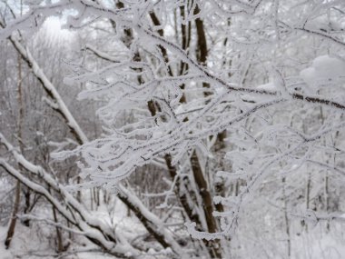 Kışın karların altında ağaçların olduğu bir manzara.