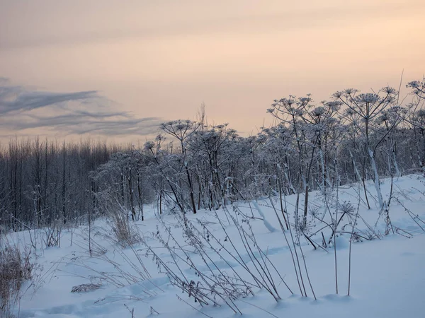 겨울에는 잡초가자 — 스톡 사진