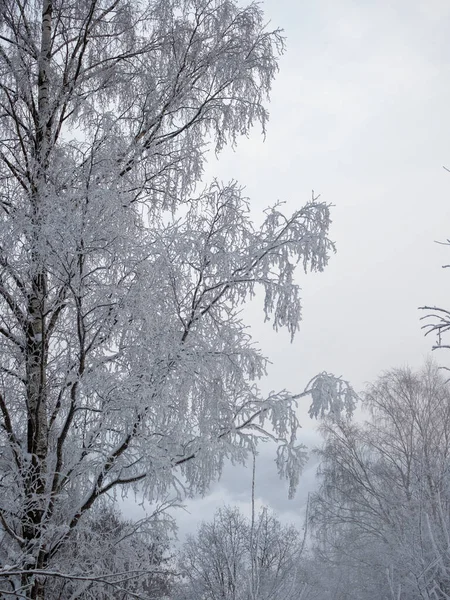 Paysage Avec Des Arbres Sous Neige Hiver — Photo