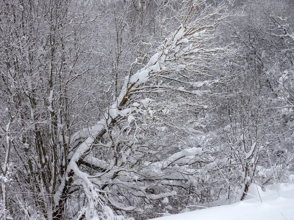 Paisaje Con Árboles Bajo Nieve Invierno — Foto de Stock