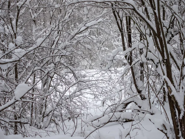 Paysage Avec Des Arbres Sous Neige Hiver — Photo