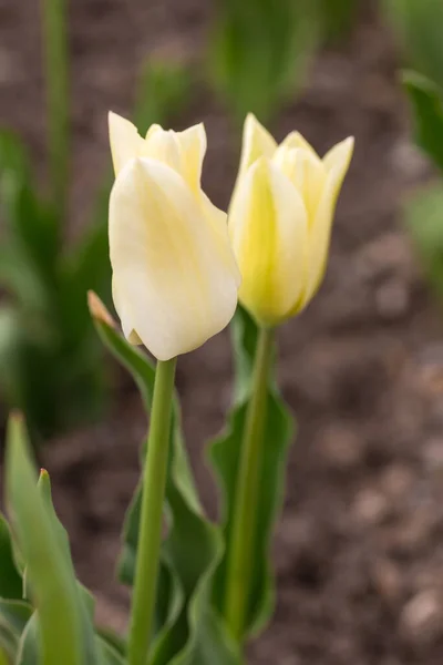 白色郁金香在春天花园特写 — 图库照片