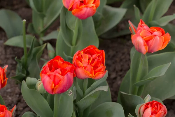 Tulipani Luminosi Nel Giardino Primaverile Vicino — Foto Stock