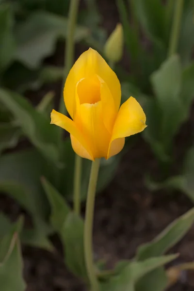 Tulipano Giallo Nel Giardino Primaverile Vicino — Foto Stock
