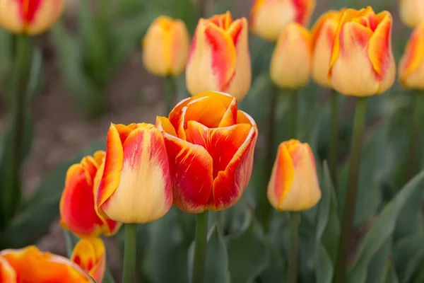 Tulipani Arancioni Nel Giardino Primaverile Vicino — Foto Stock