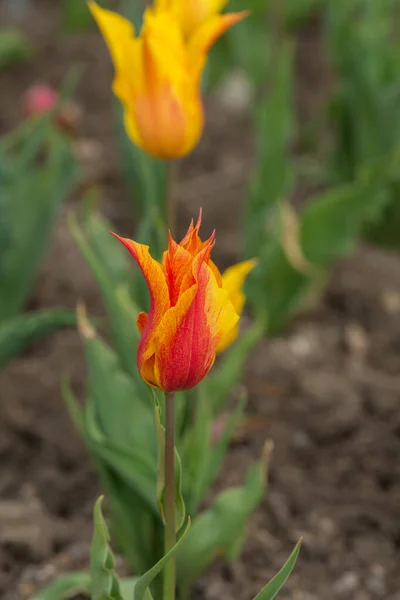 Tulipani Arancioni Nel Giardino Primaverile Vicino — Foto Stock