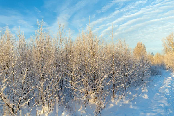 冬季被雪覆盖着树木的风景 — 图库照片