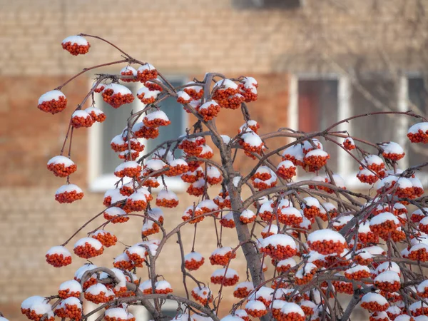 Mazzi Red Rowan Sotto Neve Inverno — Foto Stock