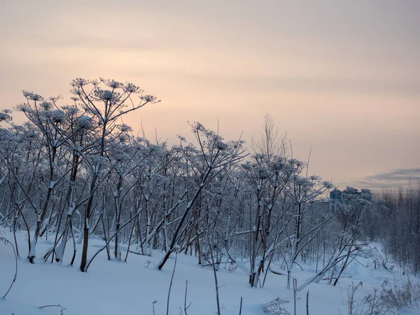 冬日雪地下一丛丛绿草 — 图库照片