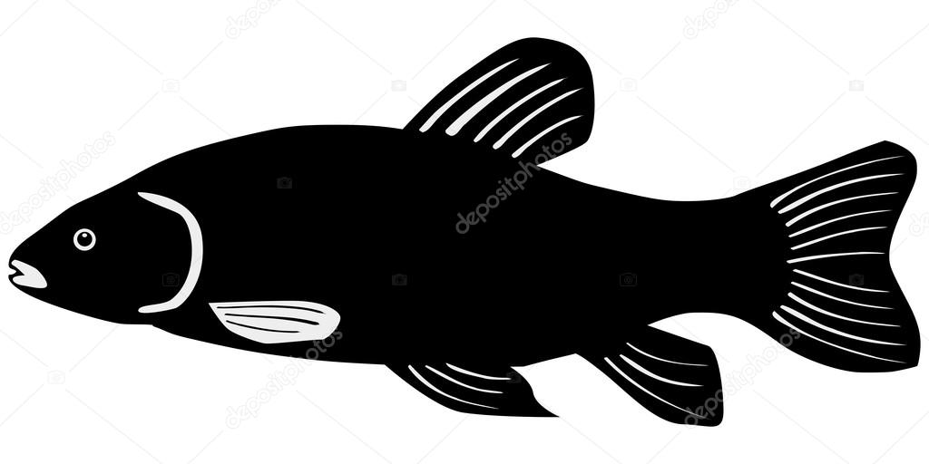 Silhouette of fish