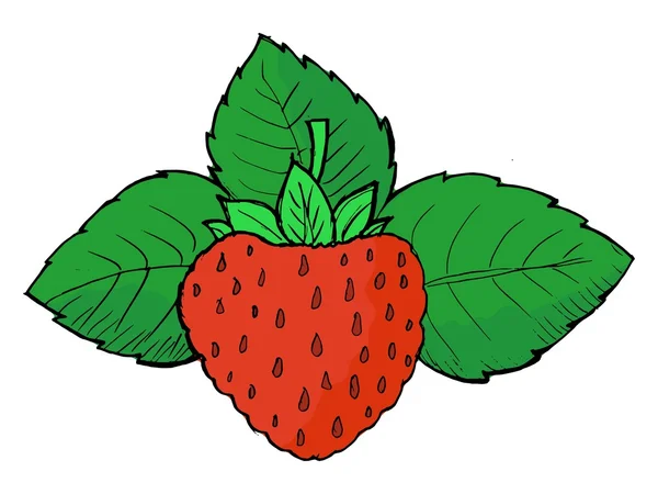 Strawberry - Stok Vektor