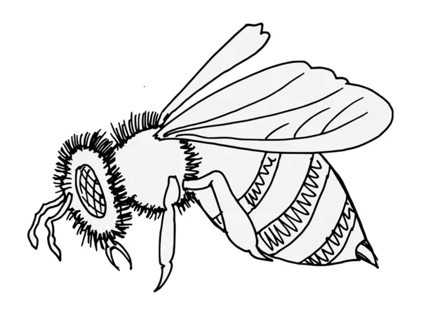 Ilustración de abejas — Archivo Imágenes Vectoriales