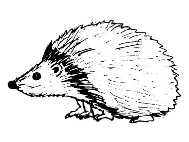 Kirpi