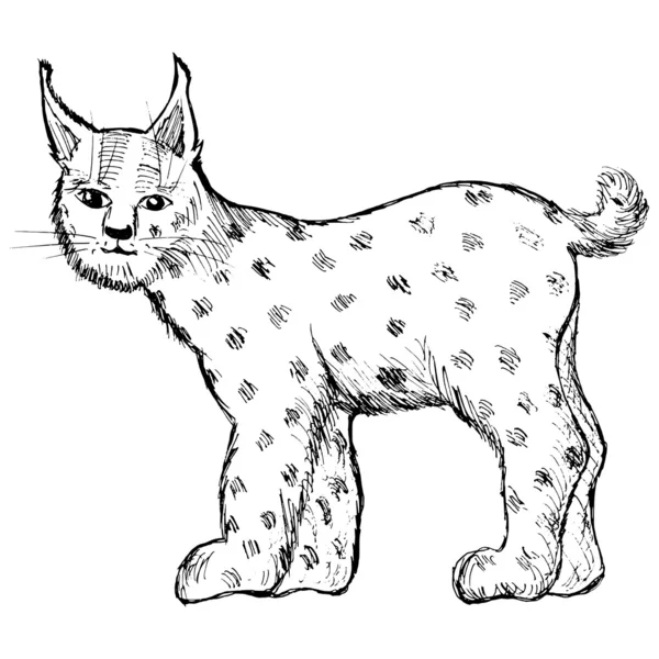 Lince sobre blanco — Archivo Imágenes Vectoriales