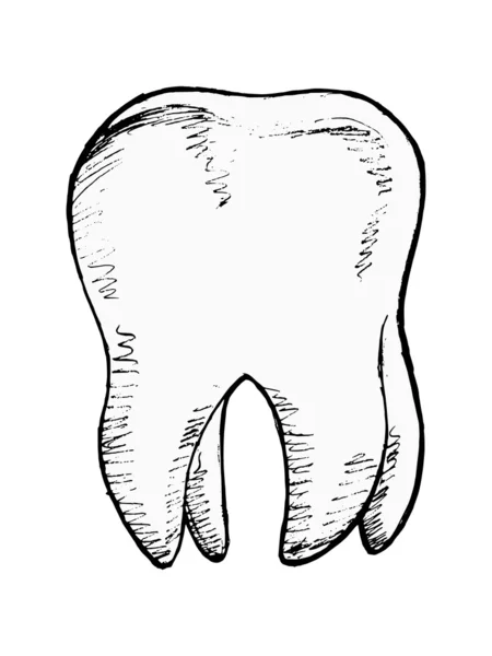 Ilustração do dente — Fotos gratuitas