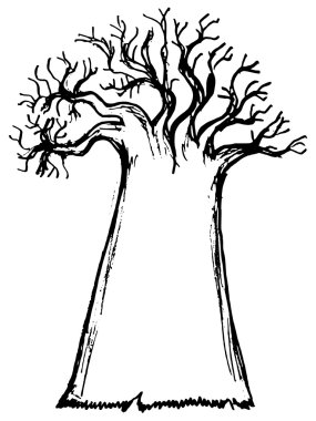 Baobab
