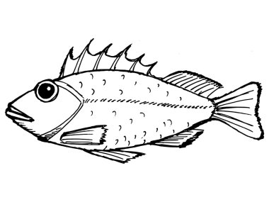 Rockfish